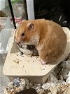 adoptable Hamster in aurora, IL named Abby
