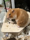 adoptable Hamster in  named Abby