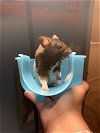adoptable Hamster in aurora, IL named Boone