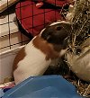 adoptable Guinea Pig in aurora, IL named Ashley