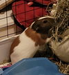 adoptable Guinea Pig in Aurora, IL named Ashley