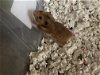 adoptable Hamster in , IL named Gus