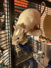 adoptable Rat in  named Leonard, Landon, Antonio, Heebie, Jeebie