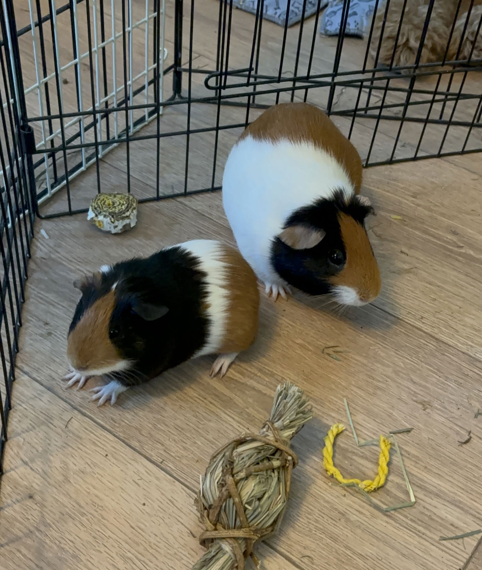 adoptable Guinea Pig in Aurora, IL named Keebler and Newton