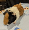 adoptable Guinea Pig in Aurora, IL named Keebler