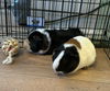 adoptable Guinea Pig in Aurora, IL named Yogi and Booboo