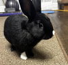 adoptable Rabbit in  named Jet