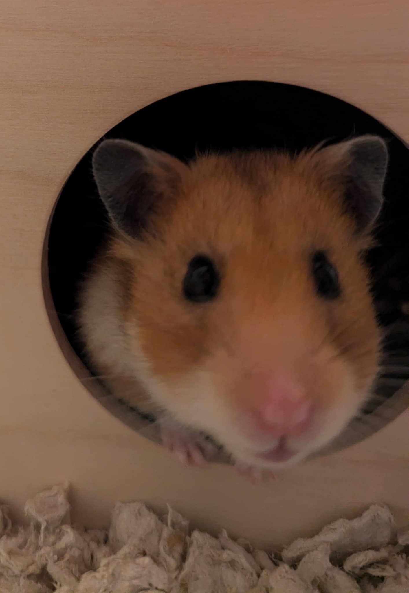 adoptable Hamster in Aurora, IL named Hazel