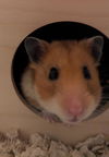 adoptable Hamster in  named Hazel