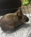 adoptable Rabbit in , IL named Flannel