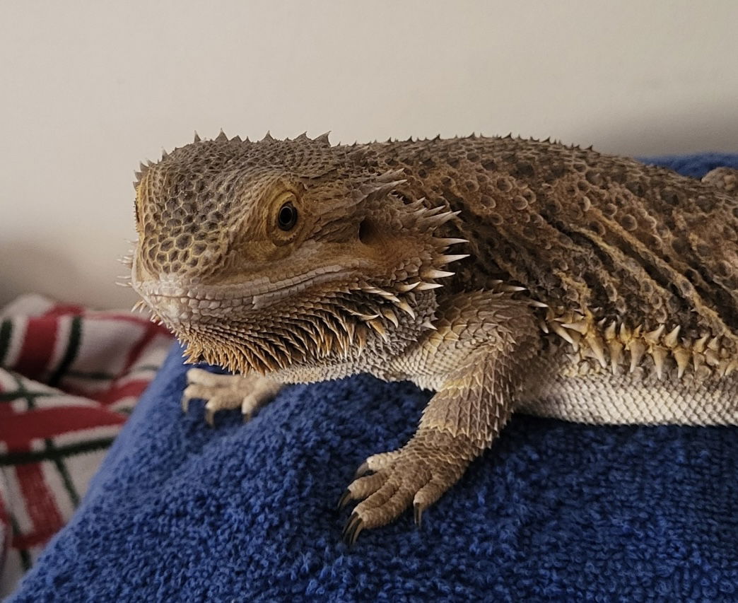 adoptable Lizard in Aurora, IL named Uggo