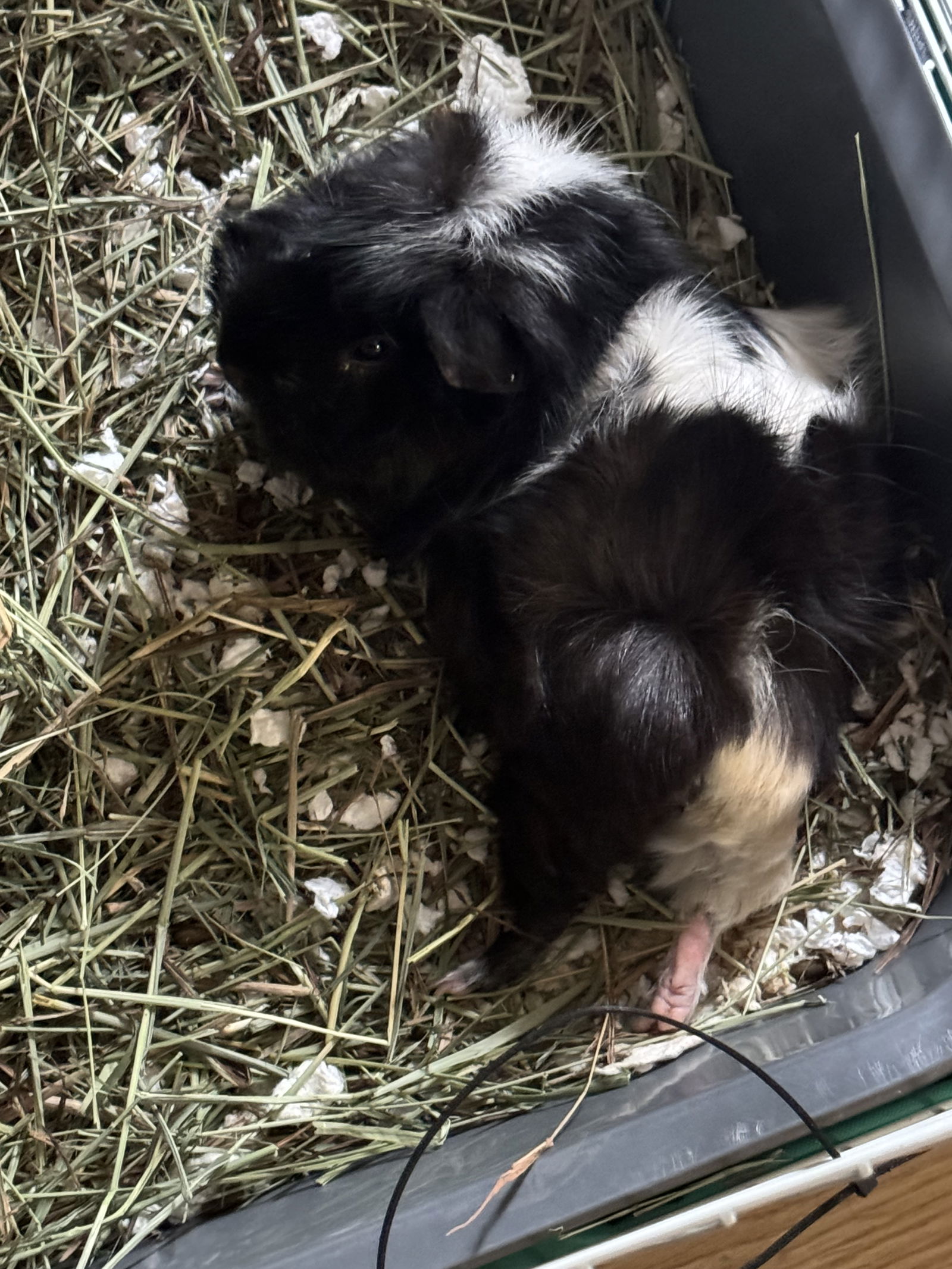 adoptable Guinea Pig in Aurora, IL named Adeline