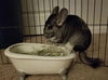 adoptable Chinchilla in Aurora, IL named Princess Penny(Penelope)