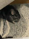 adoptable Chinchilla in  named Chi-Chi