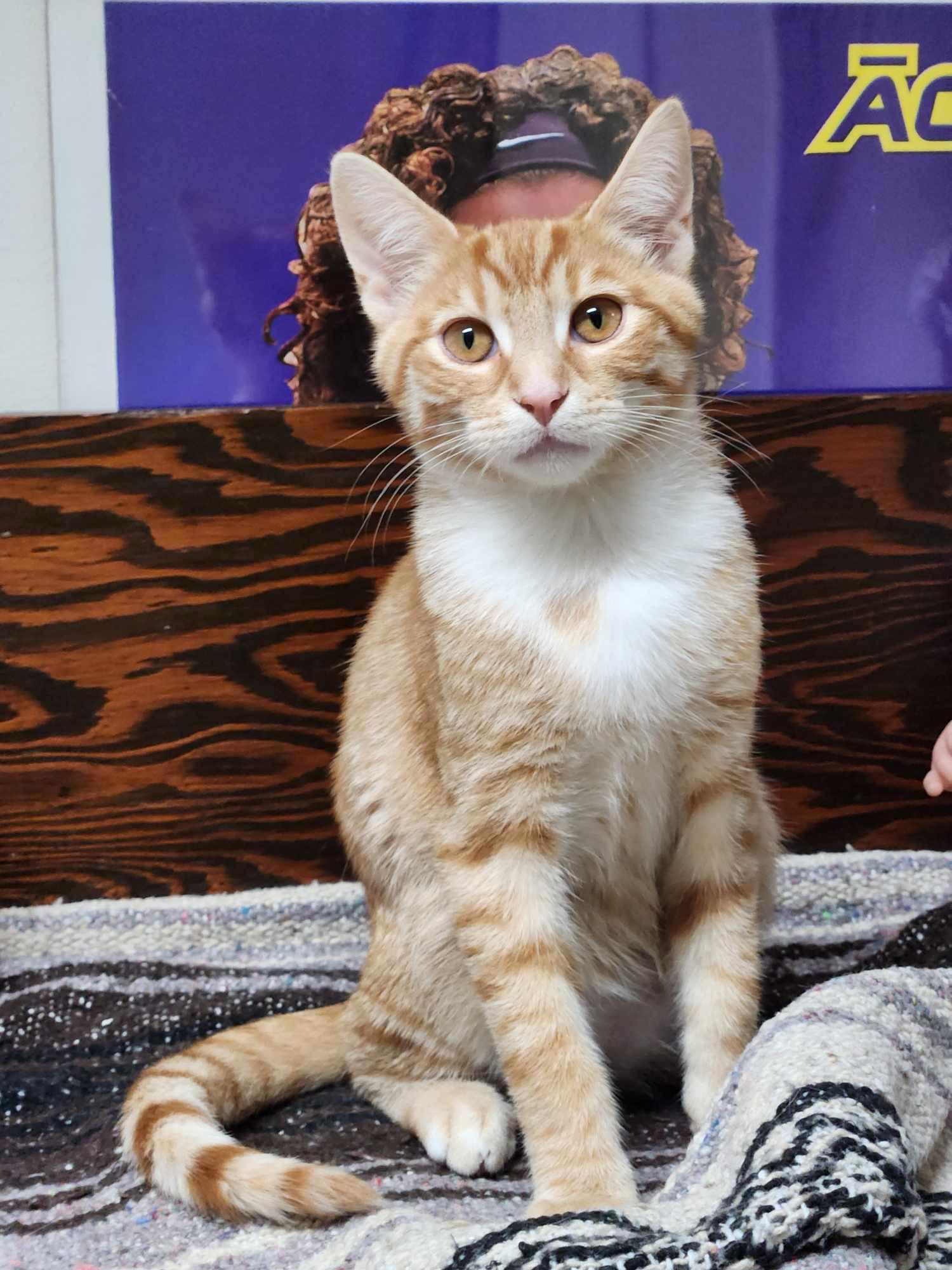 adoptable Cat in Aurora, IL named Bowie