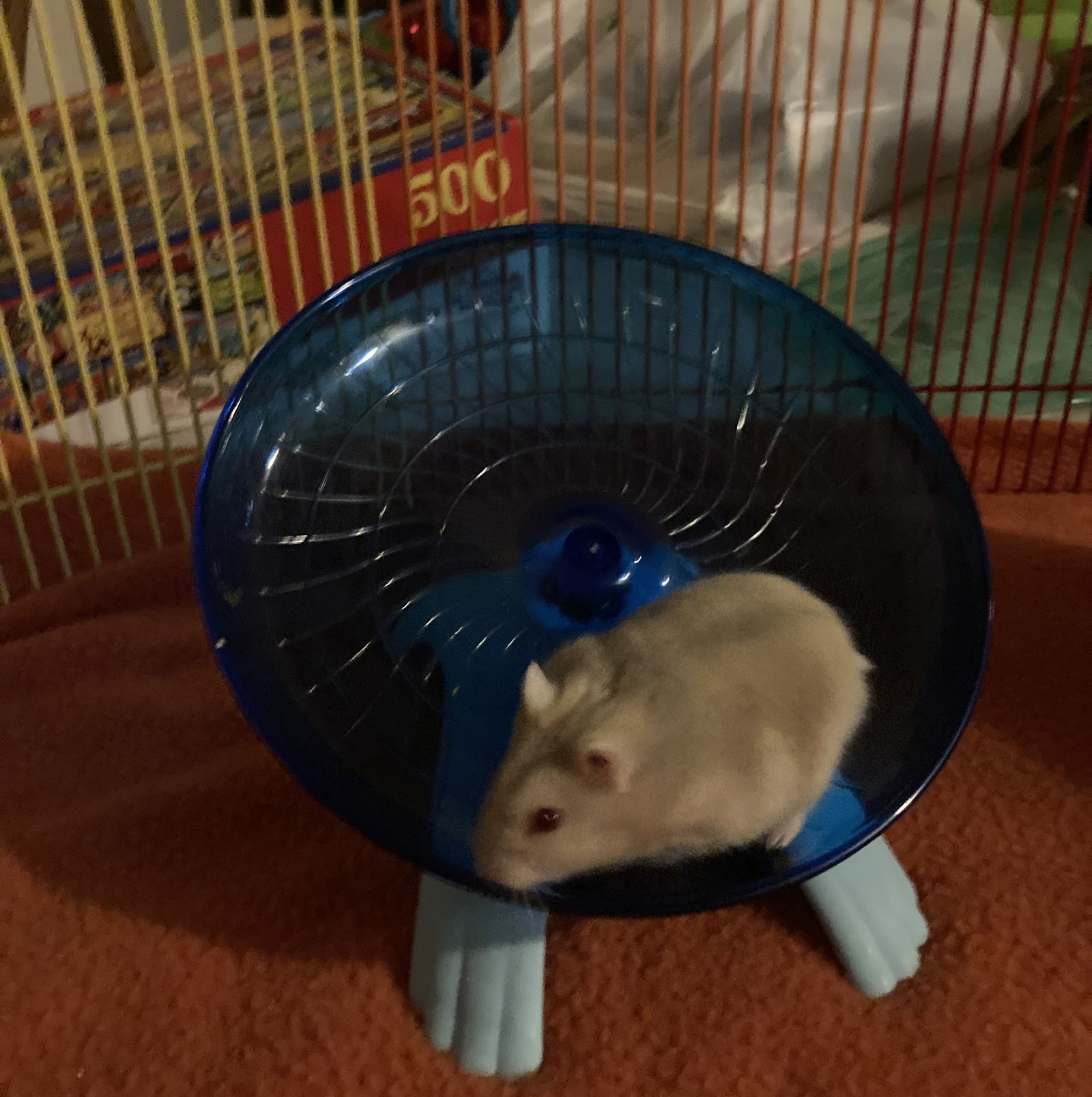 adoptable Hamster in Aurora, IL named Juicy