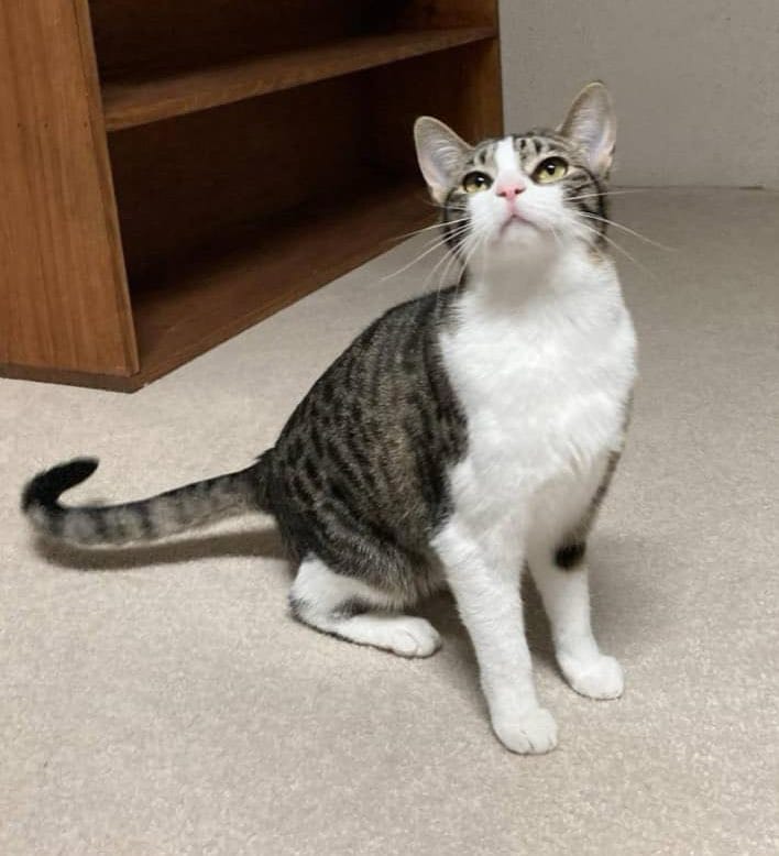 adoptable Cat in Aurora, IL named Alaina