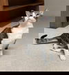 adoptable Cat in aurora, IL named Alaina