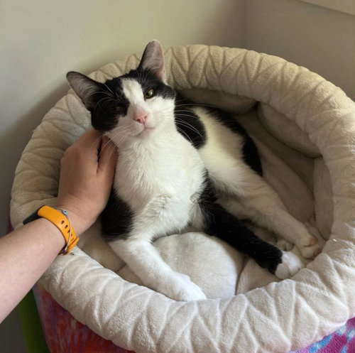 picture of the cat needing adoption