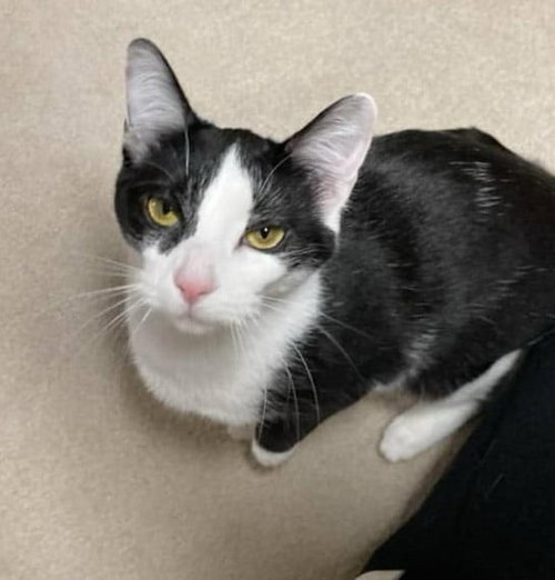 AURORA & ALAINA - Domestic Short Hair available for adoption