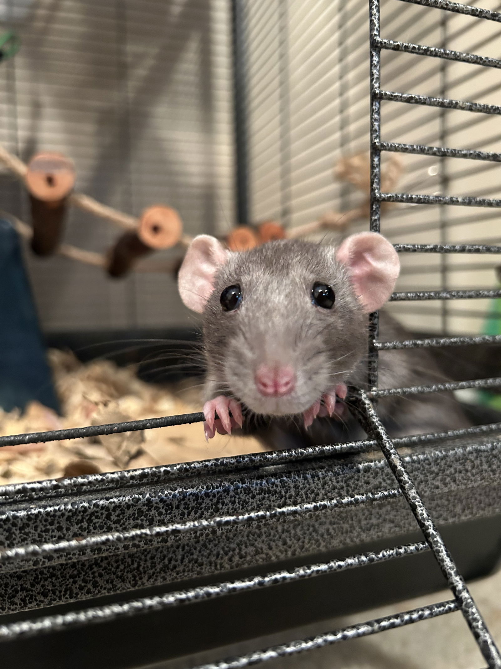 adoptable Rat in Aurora, IL named Irina & Esme