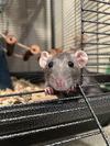 adoptable Rat in , IL named Irina & Esme