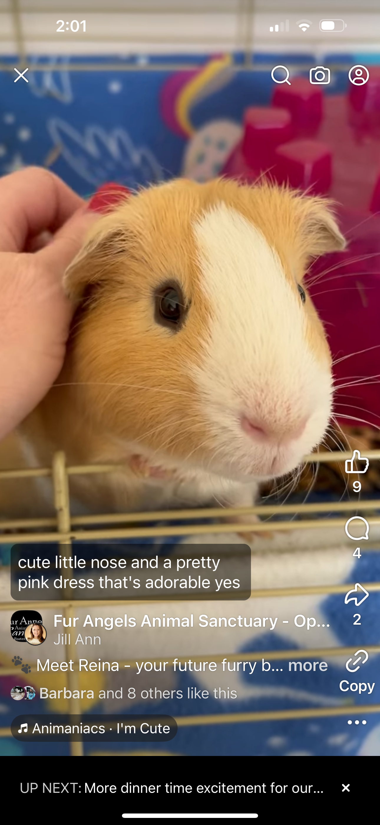 adoptable Guinea Pig in Aurora, IL named Rey