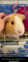 adoptable Guinea Pig in  named Rey
