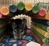 adoptable Chinchilla in aurora, IL named Willy