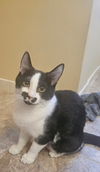 adoptable Cat in aurora, IL named Wednesday
