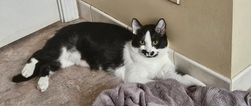 WEDNESDAY - Domestic Short Hair available for adoption