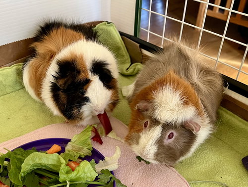 MOMO AND MIMI - Guinea Pig available for adoption