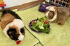 Momo and Mimi - Photo 3