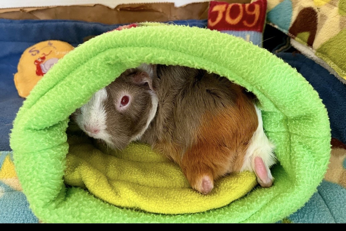 Mimi Image