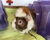 Mimi - Photo 3