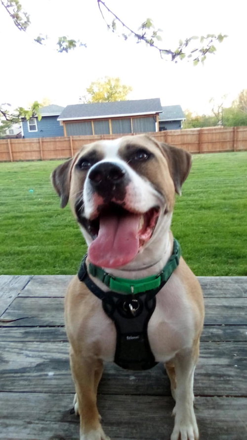 picture of the dog needing adoption