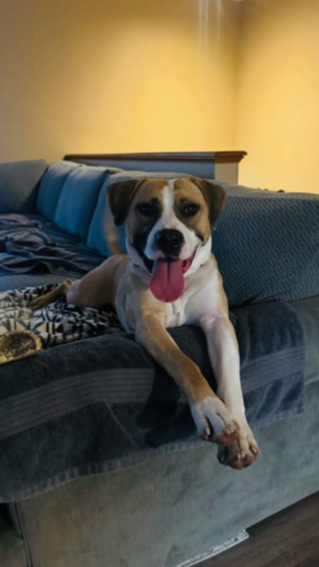 BINGO - German Shepherd Dog / Boxer available for adoption