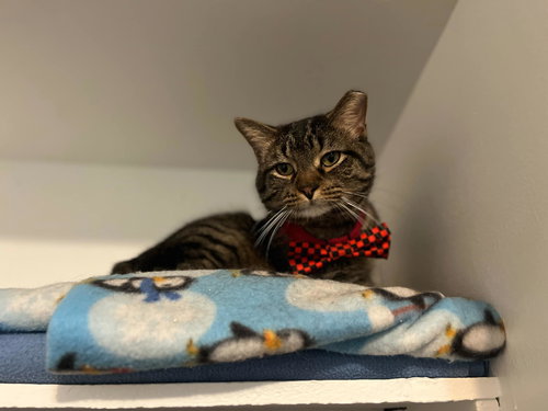 picture of the cat needing adoption