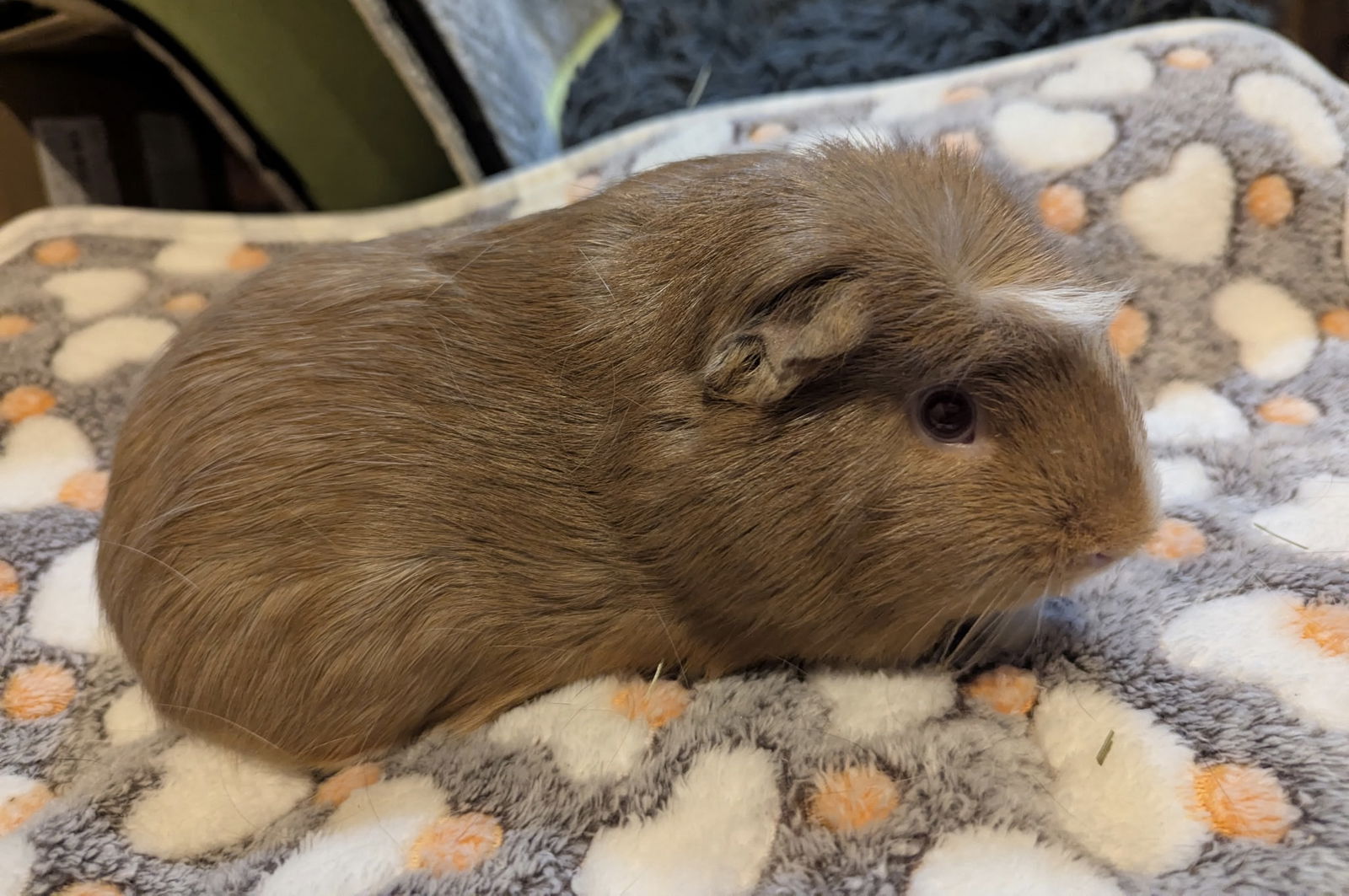 adoptable Guinea Pig in Aurora, IL named Chewbacca