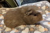 adoptable Guinea Pig in  named Chewbacca