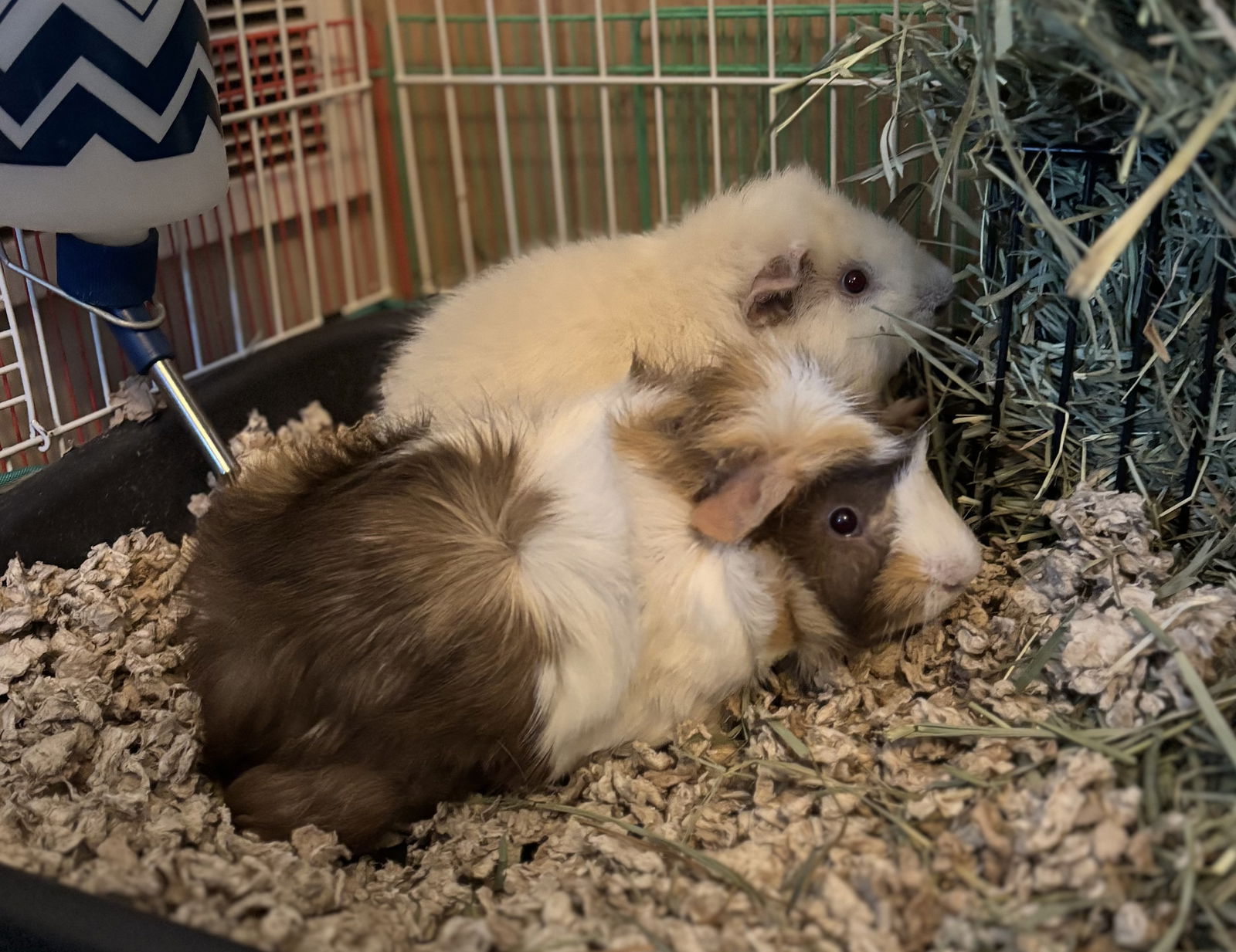 adoptable Guinea Pig in Aurora, IL named Sonny and Rico