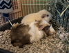 adoptable Guinea Pig in  named Sonny and Rico