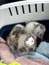 adoptable Rat in  named April & May