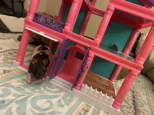 BUSTER AND BEANS - Rat available for adoption