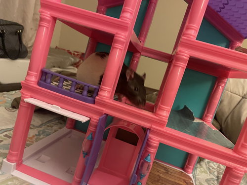 BUSTER AND BEANS - Rat available for adoption