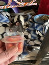 Buster and Beans - Photo 3
