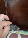 Buster and Beans - Photo 5