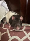 Buster and Beans - Photo 6