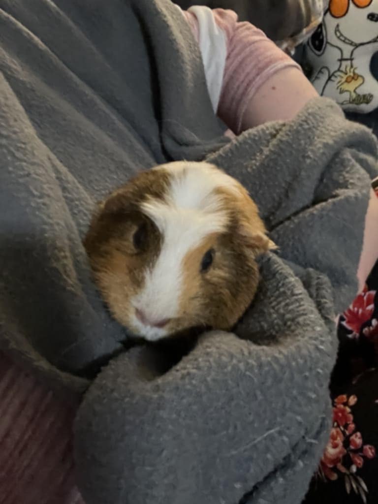adoptable Guinea Pig in Aurora, IL named GiGi
