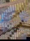adoptable Bird in  named Parakeets